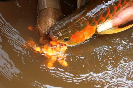 Nhiều người nhập viện sau khi ăn trứng cá rồng. (Ảnh minh họa)