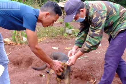 Cần đẩy mạnh tiêm phòng dại trên chó, mèo. (Ảnh: BÁO NHÂN DÂN)