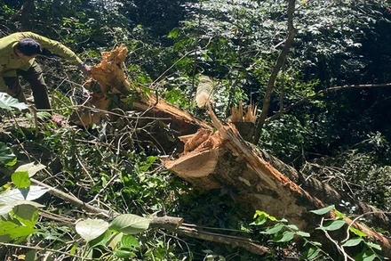 Kiểm lâm kiểm tra cây gỗ trong rừng đặc dụng bị đốn hạ trái pháp luật.