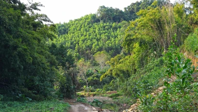 Trước thiên tai khốc liệt, cần nhìn lại chất lượng rừng