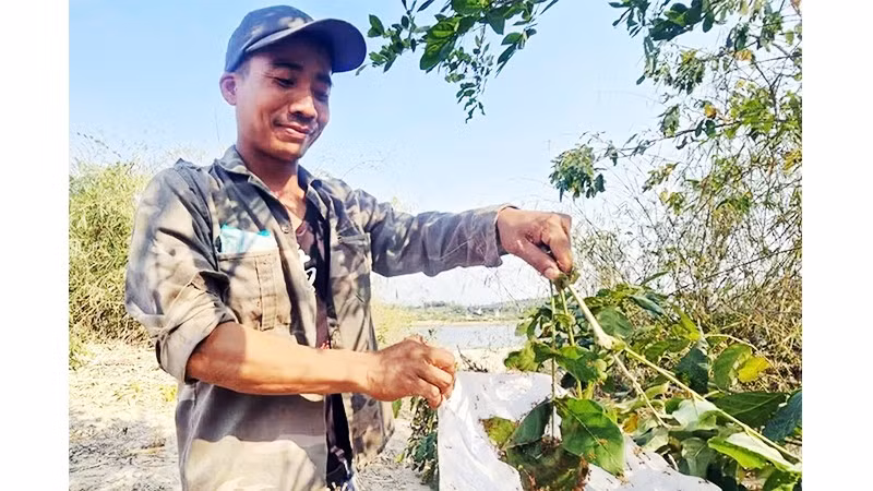Thợ săn kiến vàng phải nhanh tay và khéo léo để không bị kiến đốt. 