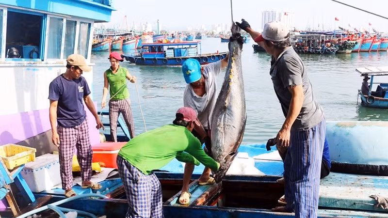 Các tàu cá ở Gia Lai đã nhận thức rõ tầm quan trọng về khai thác thủy sản bất hợp pháp và chấp hành nghiêm chỉnh về chống khai thác IUU.