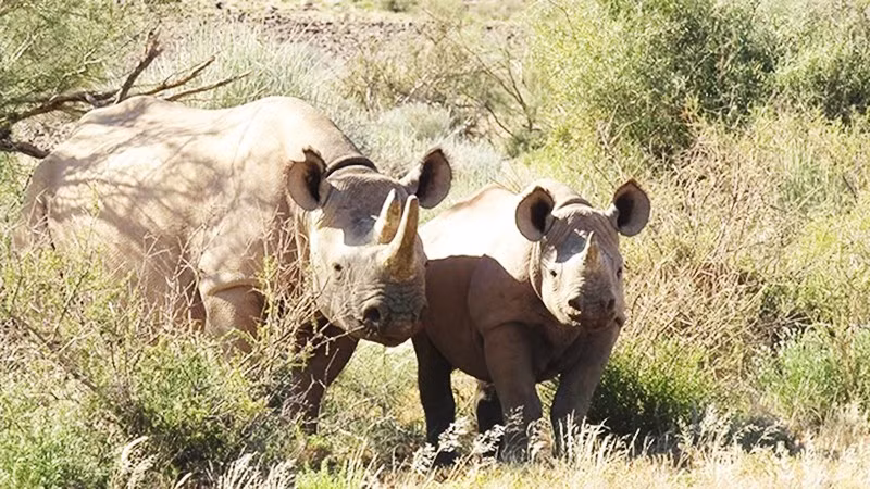 Khu bảo tồn tê giác đen lớn nhất thế giới