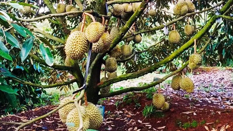 Vườn sầu riêng ở tỉnh Gia Lai.