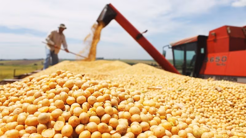 Các mặt hàng nông sản chiếm tỷ trọng lớn trong xuất khẩu của Brazil. Ảnh: AP