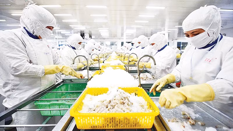 Nhiều doanh nghiệp thủy sản đã bắt đầu triển khai blockchain để chứng minh xuất xứ và quy trình sản xuất thân thiện môi trường. Ảnh: THÀNH ĐẠT
