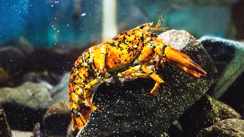 Tôm hùm tam thể quý hiếm
