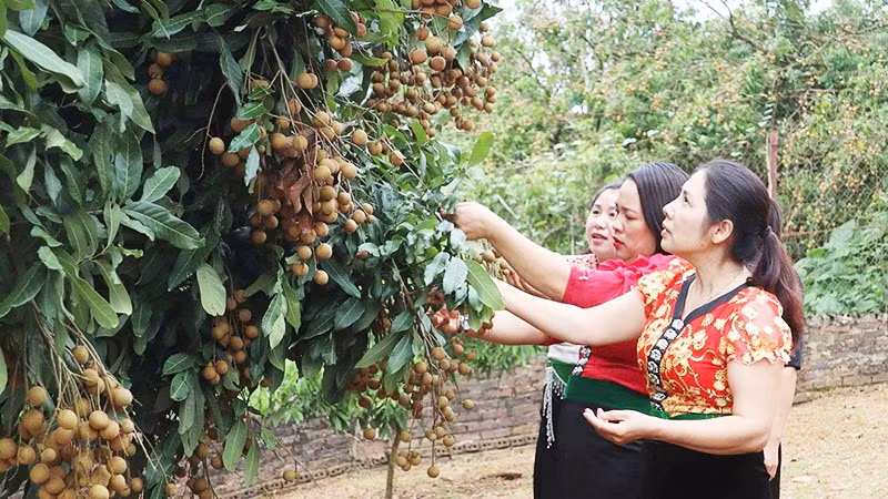 Năng suất trung bình của nhãn Ánh vàng đạt 15 tấn/ha.