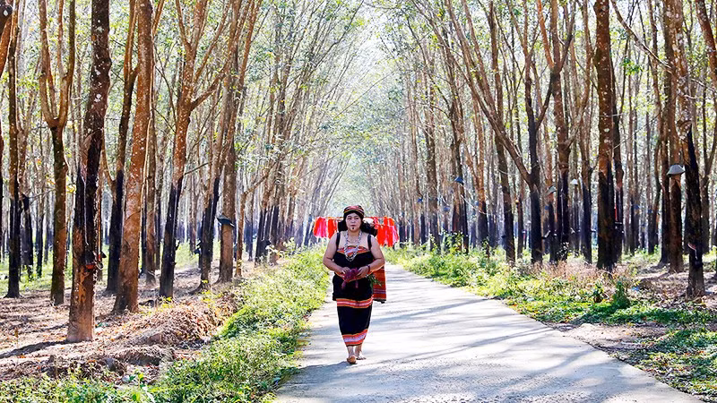 Từ sáng sớm, lúa thiêng sẽ được một phụ nữ đảm đang trong làng rước về từ rẫy để thực hiện nghi lễ cúng lúa mới.