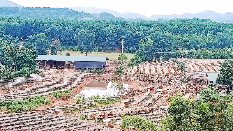 Nhiều cơ sở sản xuất gỗ bóc sử dụng diện tích đất lớn, không đúng mục đích, ô nhiễm môi trường.