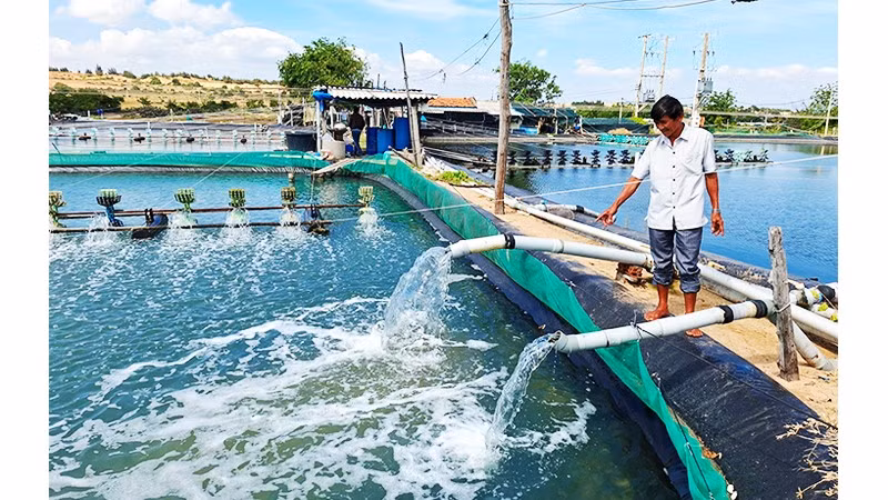 Nước biển vào tới hồ nuôi trồng thủy sản.
