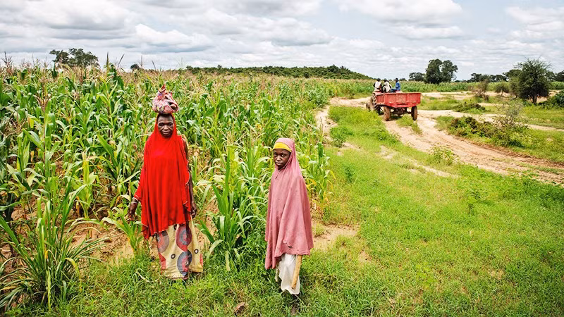 Nông dân Nigeria tìm kiếm cây trồng thích ứng biến đổi khí hậu. Ảnh: GETTYIMAGES