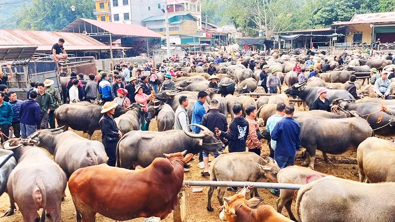Mỗi phiên chợ giao dịch hàng nghìn con trâu, bò với giá trị trên dưới 50 tỷ đồng. 