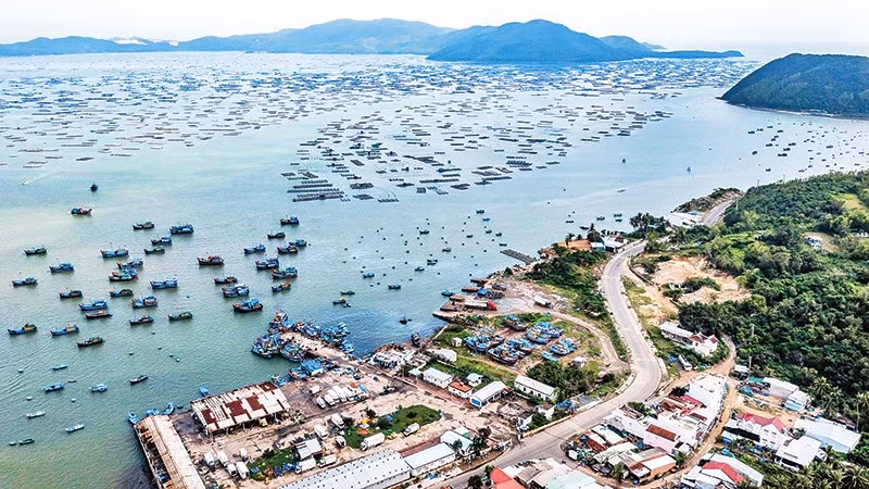 Nghề nuôi thủy sản tại vịnh Xuân Đài đang gượng dậy sau thiên tai.