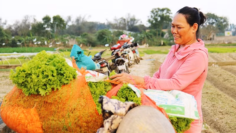 Rau và hành Hương An được thương lái đến thu mua, phân loại ngay tại ruộng.