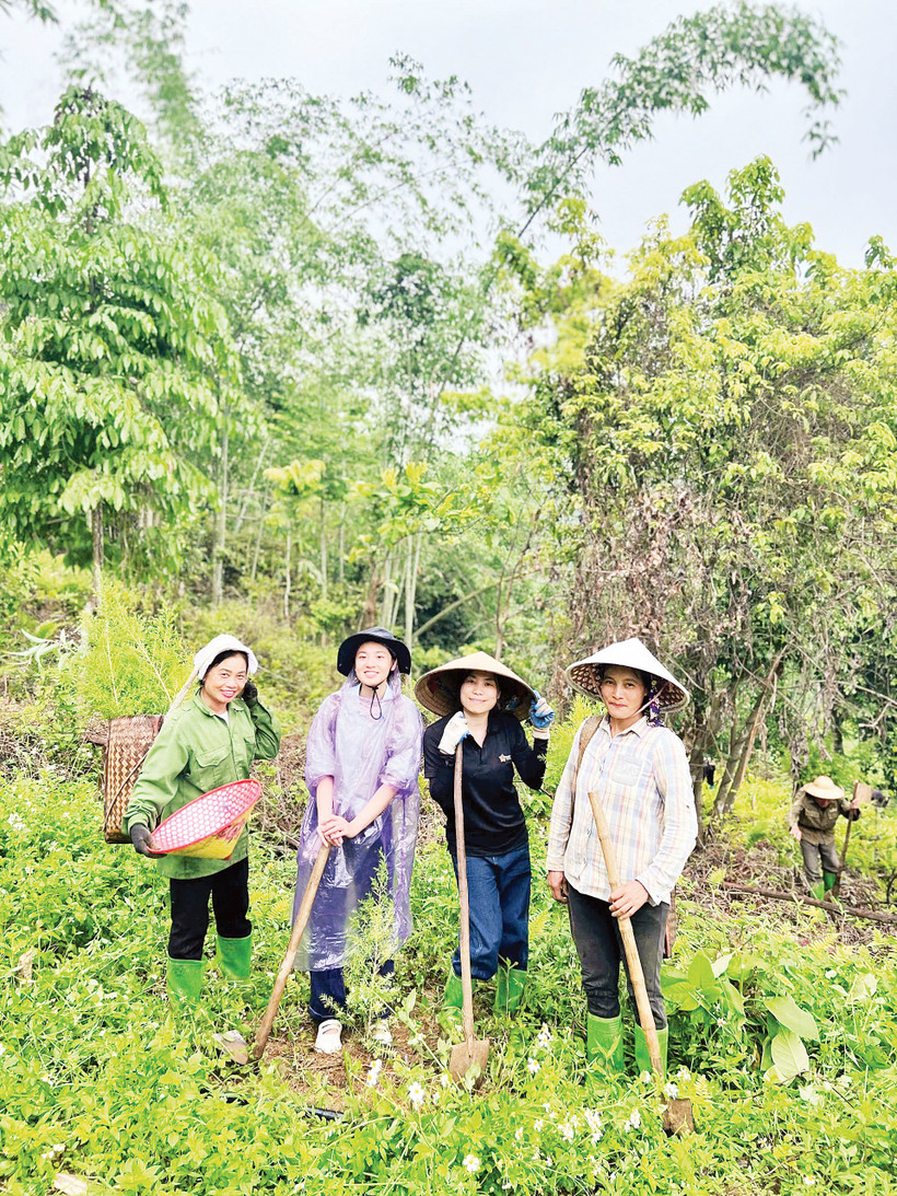 Người dân bản Phụ Mẫu trồng vườn rừng 7 tầng ở Suối Piu. Ảnh: Pv