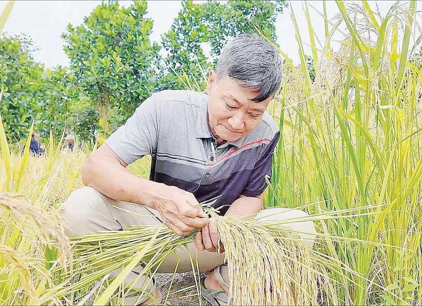 Ông Từ Bá Đạt bên ruộng lúa Nếp thơm AG do mình lai tạo. Ảnh: Lê Hoàng Vũ