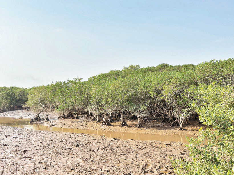 Rừng ngập mặn được phục hồi ở Diễn Châu (Nghệ An).