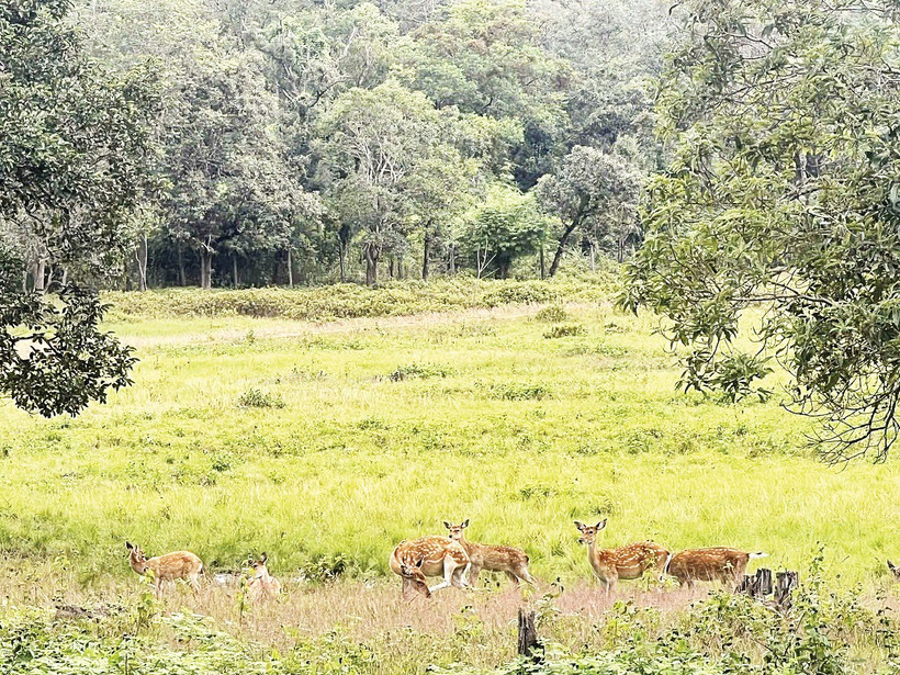 Đàn hươu sao được nuôi trong môi trường bán hoang dã.