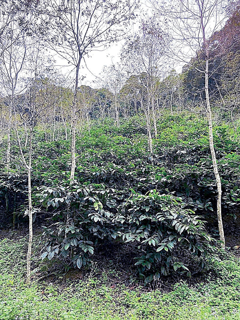 Trồng cây đa tán giúp hạn chế tác động tiêu cực đến tài nguyên đất.