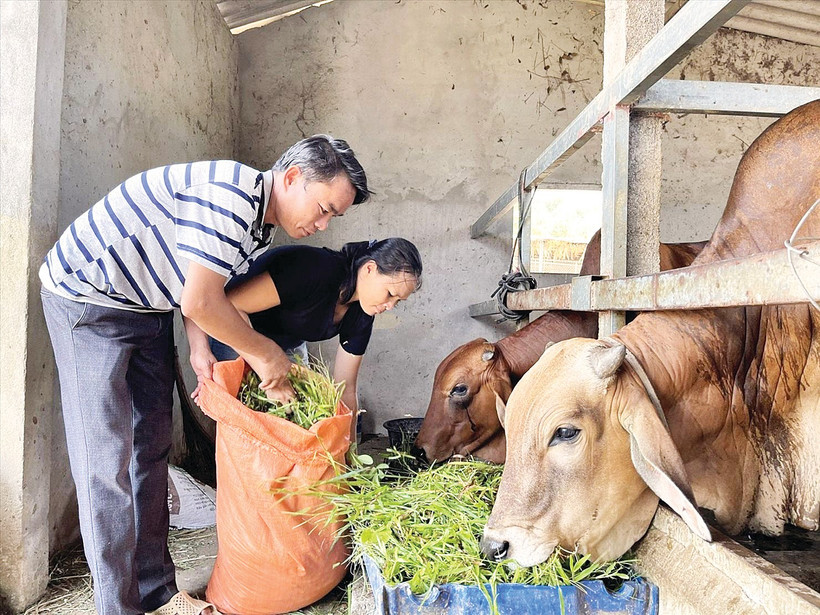 Mô hình nuôi bò giúp giảm nghèo bền vững ở Nghệ An.