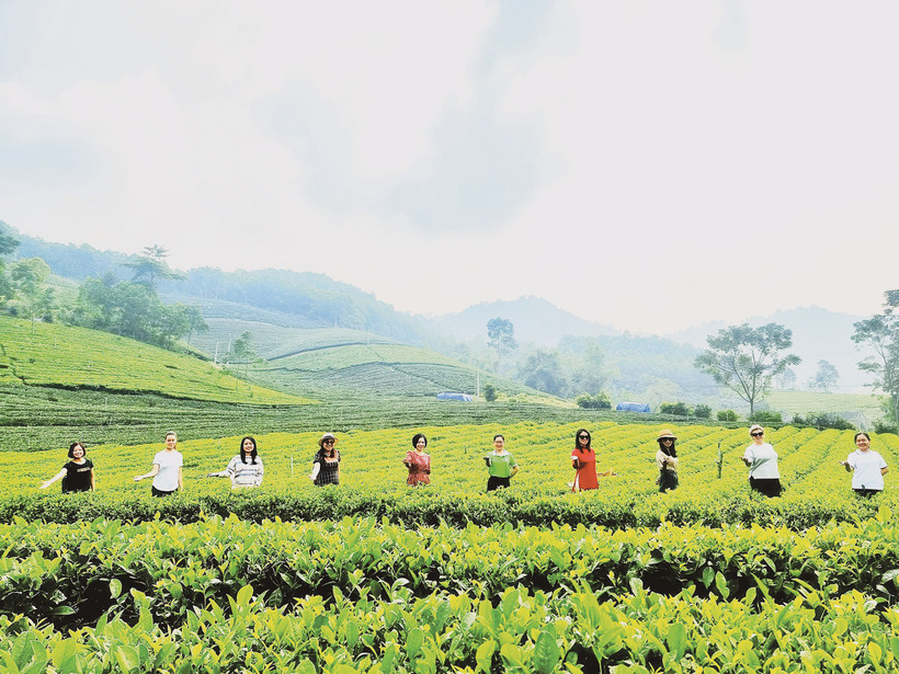 Du khách trong nước, quốc tế tham quan, trải nghiệm tại đồi chè ở Thái Nguyên.