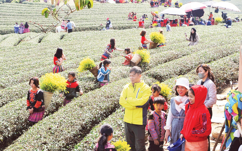 Đồi chè Mộc Châu hút khách. Ảnh: Nam Anh