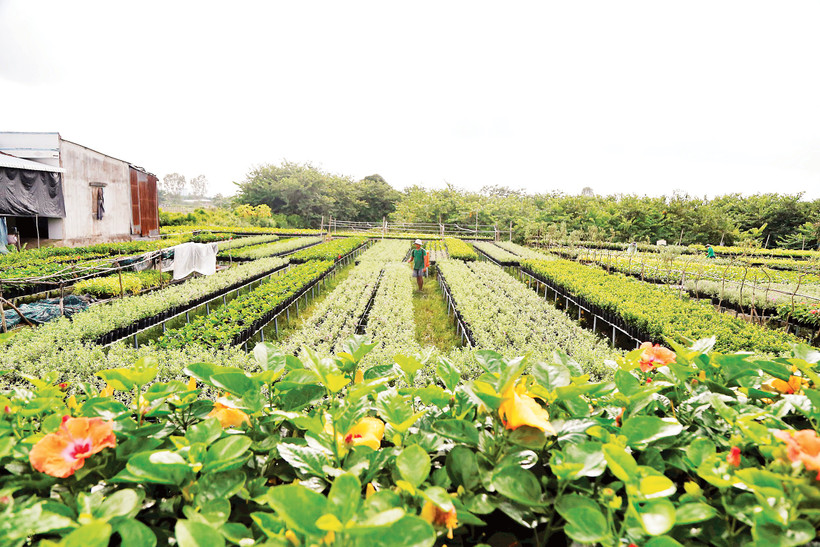 HTX hoa kiểng Tân Quy Đông, phường Sa Đéc (tỉnh Đồng Tháp) cung cấp nhiều dịch vụ, nhất là vật tư ngành hoa kiểng với giá rẻ hơn thị trường và liên kết tiêu thụ, tạo đầu ra ổn định cho thành viên. Ảnh: Khiếu Minh