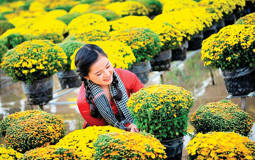 Vẻ đẹp cúc mâm xôi Sa Đéc. Ảnh: Huỳnh Phương