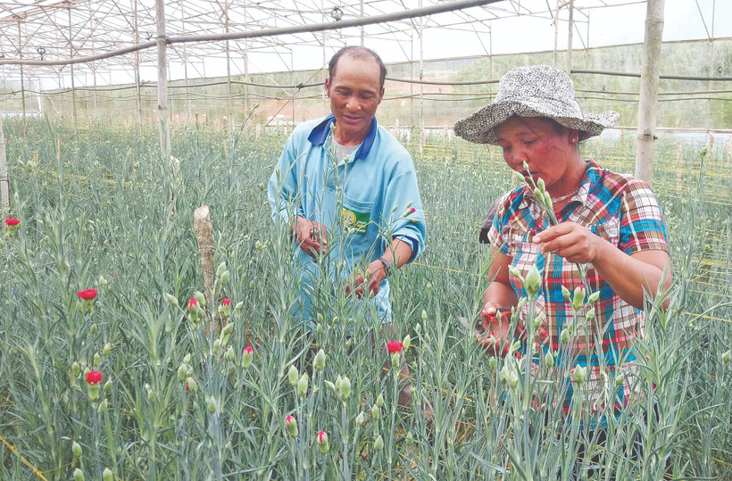 Trồng hoa trong nhà kính mang lại thu nhập cao cho nhiều hộ dân.