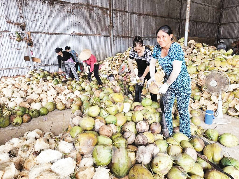 Dừa hữu cơ là một trong ba loại cây trồng chủ lực của tỉnh Vĩnh Long.