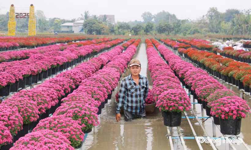 Mỗi dịp lễ, tết, Làng hoa Sa Đéc là điểm đến thu hút đông đảo du khách gần xa.