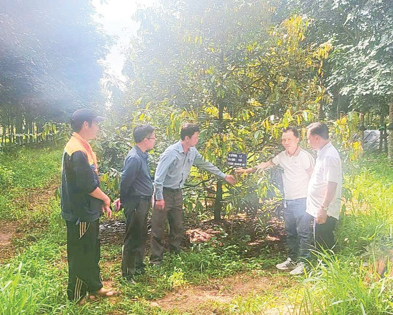 Anh Phạm Ngọc Hồ (thứ ba từ trái sang) - kỹ sư của Công ty TNHH MTV Minh Tuyết đang giới thiệu cách chăm bón sầu riêng bằng phân hữu cơ trùn quế do công ty sản xuất.