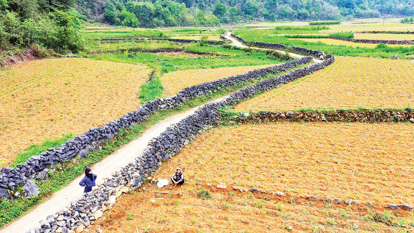Những hàng rào đá bền bỉ qua năm tháng tạo cảnh quan độc đáo.