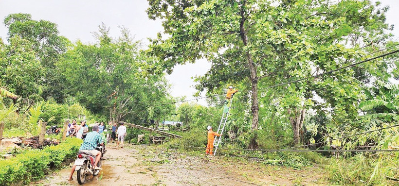 Cột điện bị đổ, ngành điện phải gắn dây lên cành cây có độ cao an toàn tạm thời cấp điện trở lại trước khi thay thế cột mới.