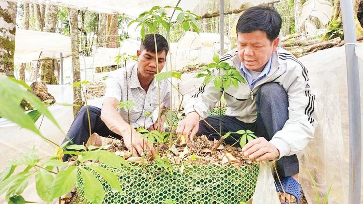 Anh A Sỹ (bên phải) hướng dẫn người dân trồng sâm Ngọc Linh. Ảnh: Hữu Phúc
