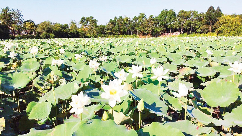 Sen trắng nở trên vùng hồ cổ xưa.