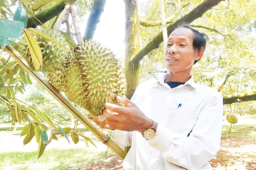 Nhờ trồng sầu riêng, hàng nghìn nông hộ ở Đắk Lắk đã thoát nghèo, vươn lên làm giàu.