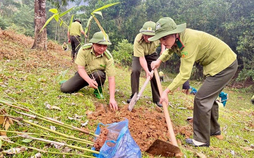 Cán bộ Kiểm lâm Lục Yên tham gia trồng rừng. Ảnh: Văn Thông