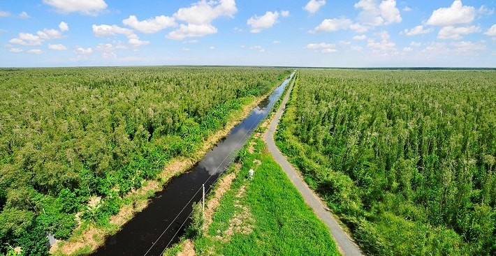 Đẩy mạnh trồng rừng ngập mặn sẽ giúp khu vực ven biển Đồng bằng sông Cửu Long thích ứng với biến đổi khí hậu. - Ảnh minh hoạ