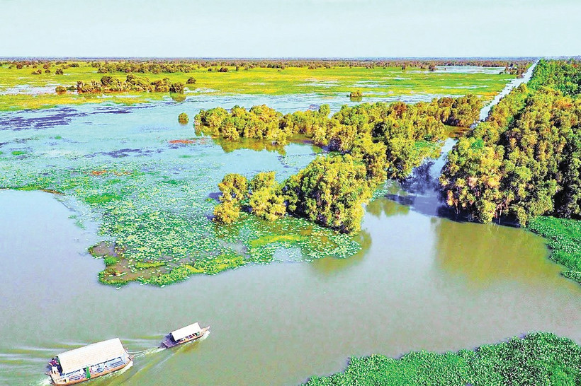 Một góc Vườn quốc gia Tràm Chim. Ảnh: THÀNH HƯNG