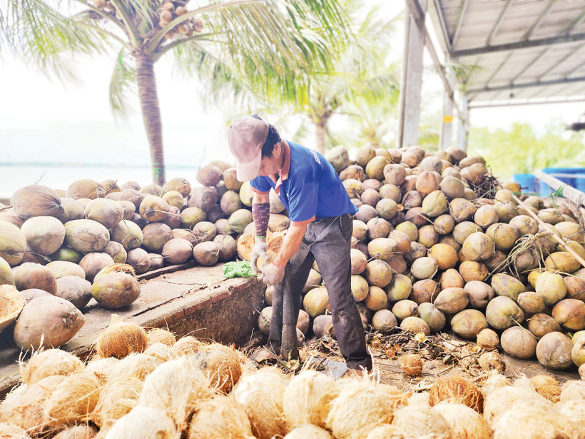 Ngành dừa Việt Nam đã phát triển được gần 90 dòng sản phẩm. 