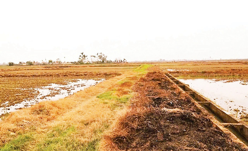 Phun thuốc diệt cỏ hóa học làm cỏ bờ ruộng, bờ mương cháy xém hàng loạt (Ảnh: Nguyễn Phê)