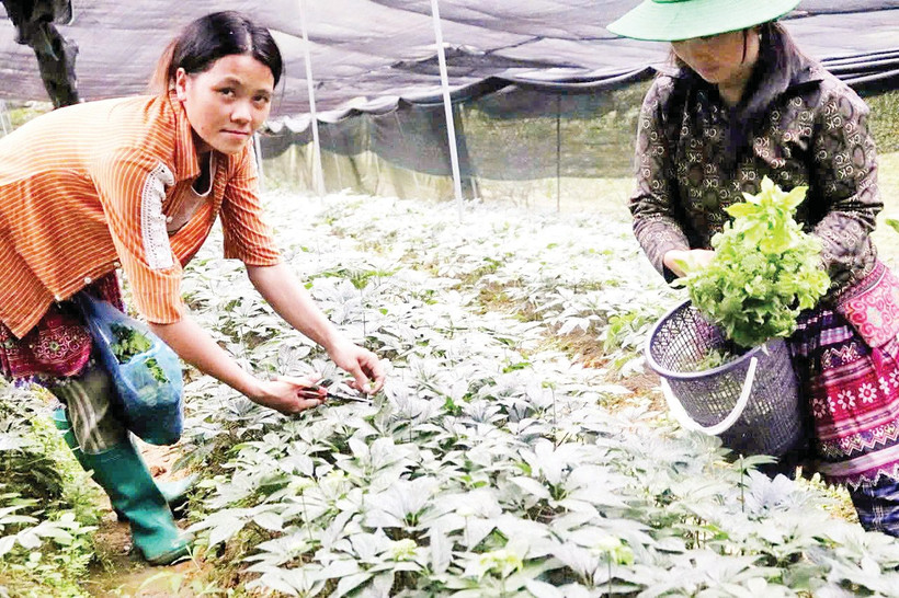 Bà con nông dân ở Lào Cai trồng cây tam thất. Ảnh: Trọng Bảo