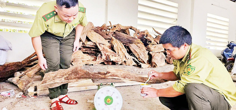 Cán bộ kiểm lâm kiểm đếm khối lượng gỗ Pơ mu tàng trữ trái pháp luật.