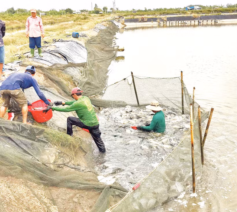 Thu hoạch cá rô phi nuôi ở thành phố Cần Thơ. Ảnh: Tích Chu
