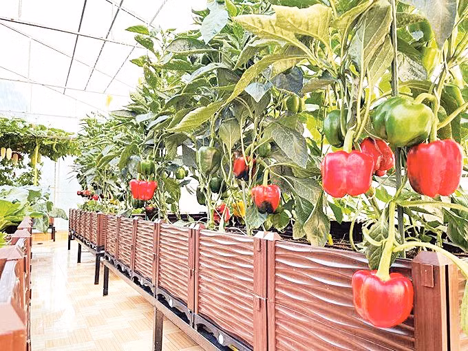 Cần sự kết nối và đồng bộ giữa các chính sách nền tảng và thành phần trong hệ sinh thái nông nghiệp bền vững. Nguồn ảnh minh họa: AGG 