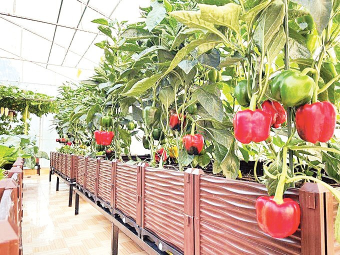 Cần sự kết nối và đồng bộ giữa các chính sách nền tảng và thành phần trong hệ sinh thái nông nghiệp bền vững. Nguồn ảnh minh họa: AGG 