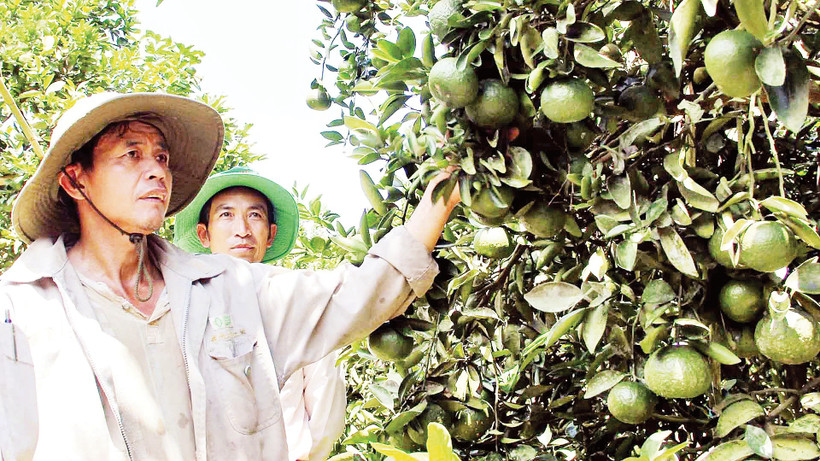 Mô hình sinh kế giúp nhiều hộ dân tăng thu nhập, cải thiện đời sống.