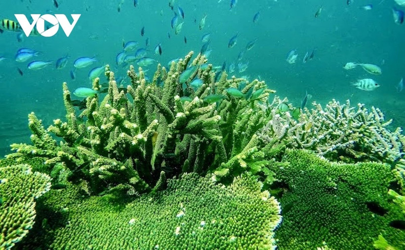 Công tác bảo tồn hệ sinh thái rừng - biển ở Vườn quốc gia Côn Đảo nhiều năm qua luôn được thống kê minh bạch (ảnh: Vườn QGCĐ)